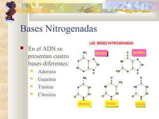 Bases Nitrogenadas
 En el ADN se
presentan cuatro
bases diferentes:
 Adenina
 Guanina
 Timina
 Citosina
 