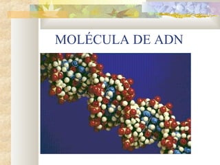 MOLÉCULA DE ADN
 