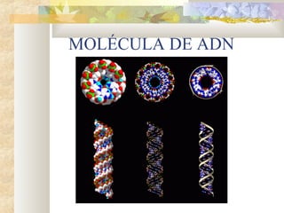 MOLÉCULA DE ADN
 