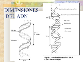 DIMENSIONES
DEL ADN
 