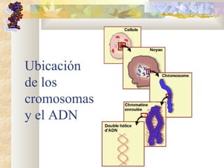 Ubicación 
de los 
cromosomas 
y el ADN
 