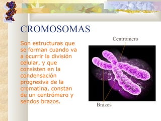 CROMOSOMAS
Son estructuras que
se forman cuando va
a ocurrir la división
celular, y que
consisten en la
condensación
progresiva de la
cromatina, constan
de un centrómero y
sendos brazos.
Centrómero
Brazos
 