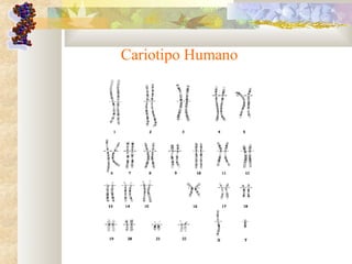 Cariotipo Humano
 