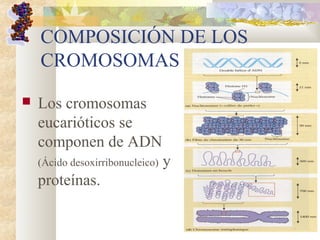 COMPOSICIÓN DE LOS 
CROMOSOMAS
 Los cromosomas 
eucarióticos se 
componen de ADN 
(Ácido desoxirribonucleico) y 
proteínas.
 