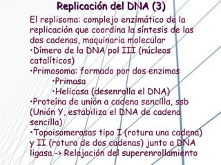 El replisoma: complejo enzimático de la replicación que coordina la síntesis de las dos cadenas, maquinaria molecular Dímero de la DNA pol III (núcleos catalíticos) Primosoma: formado por dos enzimas Primasa  Helicasa (desenrolla el DNA) Proteína de unión a cadena sencilla, ssb (Unión Y, estabiliza el DNA de cadena sencilla) Topoisomerasas tipo I (rotura una cadena) y II (rotura de dos cadenas) junto a DNA ligasa -> Relajación del superenrollamiento Replicación del DNA (3) 