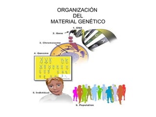 ORGANIZACIÓN  DEL MATERIAL GENÉTICO 