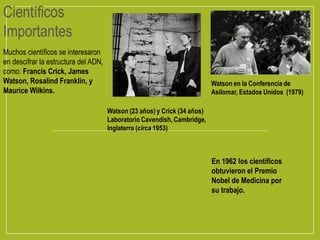 Watson en la Conferencia de
Asilomar, Estados Unidos (1979)
Watson (23 años) y Crick (34 años)
Laboratorio Cavendish, Cambridge,
Inglaterra (circa 1953)
Muchos científicos se interesaron
en descifrar la estructura del ADN,
como: Francis Crick, James
Watson, Rosalind Franklin, y
Maurice Wilkins.
Científicos
Importantes
En 1962 los científicos
obtuvieron el Premio
Nobel de Medicina por
su trabajo.
 