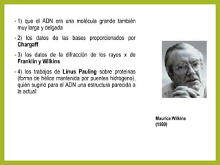 • 1) que el ADN era una molécula grande también
muy larga y delgada
• 2) los datos de las bases proporcionados por
Chargaff
• 3) los datos de la difracción de los rayos x de
Franklin y Wilkins
• 4) los trabajos de Linus Pauling sobre proteínas
(forma de hélice mantenida por puentes hidrógeno),
quién sugirió para el ADN una estructura parecida a
la actual
Maurice Wilkins
(1999)
 