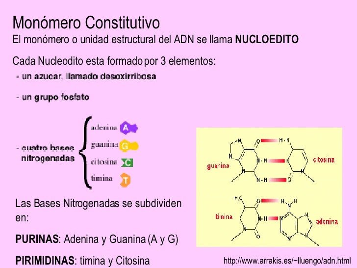 ADN