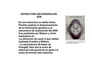 ESTRUCTURA SECUNDARIA DEL
ADN
Es una estructura en doble hélice.
Permite explicar el almacenamiento
de la información genética y el
mecanismo de duplicación del ADN.
Fue postulada por Watson y Crick,
basándose en:
-La difracción de rayos X que habían
realizado Franklin y Wilkins.
- La equivalencia de bases de
Chargaff, dice que la suma de
adeninas más guaninas es igual a la
suma de timinas más citosinas.
 
