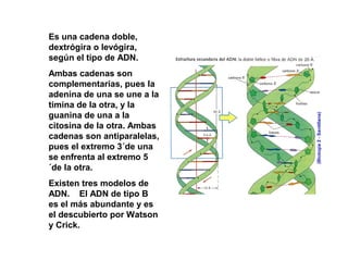 Es una cadena doble,
dextrógira o levógira,
según el tipo de ADN.
Ambas cadenas son
complementarias, pues la
adenina de una se une a la
timina de la otra, y la
guanina de una a la
citosina de la otra. Ambas
cadenas son antiparalelas,
pues el extremo 3´de una
se enfrenta al extremo 5
´de la otra.
Existen tres modelos de
ADN. El ADN de tipo B
es el más abundante y es
el descubierto por Watson
y Crick.
 
