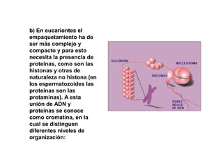 b) En eucariontes el
empaquetamiento ha de
ser más complejo y
compacto y para esto
necesita la presencia de
proteínas, como son las
histonas y otras de
naturaleza no histona (en
los espermatozoides las
proteínas son las
protaminas). A esta
unión de ADN y
proteínas se conoce
como cromatina, en la
cual se distinguen
diferentes niveles de
organización:
 
