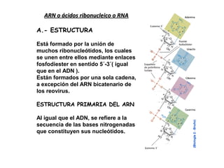 ARN o ácidos ribonucleico o RNAARN o ácidos ribonucleico o RNA
A.- ESTRUCTURA
Está formado por la unión de
muchos ribonucleótidos, los cuales
se unen entre ellos mediante enlaces
fosfodiester en sentido 5´-3´( igual
que en el ADN ).
Están formados por una sola cadena,
a excepción del ARN bicatenario de
los reovirus.
ESTRUCTURA PRIMARIA DEL ARN
Al igual que el ADN, se refiere a la
secuencia de las bases nitrogenadas
que constituyen sus nucleótidos.
 