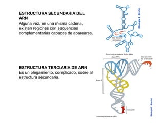 ESTRUCTURA SECUNDARIA DEL
ARN
Alguna vez, en una misma cadena,
existen regiones con secuencias
complementarias capaces de aparearse.
ESTRUCTURA TERCIARIA DE ARN
Es un plegamiento, complicado, sobre al
estructura secundaria.
 