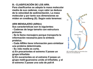 B.- CLASIFICACIÓN DE LOS ARN.
Para clasificarlos se adopta la masa molecular
media de sus cadenas, cuyo valor se deduce
de la velocidad de sedimentación. La masa
molecular y por tanto sus dimensiones se
miden en svedberg (S). Según esto tenemos:
ARN MENSAJERO (ARNm)
Sus características son la siguientes:
- Cadenas de largo tamaño con estructura
primaria.
- Se le llama mensajero porque transporta la
información necesaria para la síntesis
proteica.
- Cada ARNm tiene información para sintetizar
una proteina determinada.
- Su vida media es corta.
a) En procariontes el extremo 5´posee un
grupo trifosfato
b) En eucariontes en el extremo 5´posee un
grupo metil-guanosina unido al trifosfato, y el
el extremo 3´posee una cola de poli-A
 