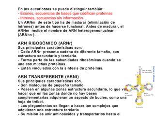 En los eucariontes se puede distinguir también:
- Exones, secuencias de bases que codifican proteínas
- Intrones, secuencias sin información.
Un ARNm  de este tipo ha de madurar (eliminación de
intrones) antes de hacerse funcional. Antes de madurar, el
ARNm  recibe el nombre de ARN heterogeneonuclear
(ARNhn ).
ARN RIBOSÓMICO (ARNr)
Sus principales características son:
- Cada ARNr  presenta cadena de diferente tamaño, con
estructura secundaria y terciaria.
- Forma parte de las subunidades ribosómicas cuando se
une con muchas proteínas.
- Están vinculados con la síntesis de proteínas.
 
ARN TRANSFERENTE (ARNt)
Sus principales características son.
- Son moléculas de pequeño tamaño
- Poseen en algunas zonas estructura secundaria, lo que va
hacer que en las zonas donde no hay bases
complementarias adquieran un aspecto de bucles, como una
hoja de trébol.
- Los plegamientos se llegan a hacer tan complejos que
adquieren una estructura terciaria
- Su misión es unir aminoácidos y transportarlos hasta el
 
