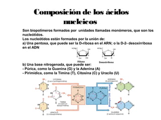 Composición de los ácidos
nucleicos
Son biopolímeros formados por unidades llamadas monómeros, que son los
nucleótidos.
Los nucleótidos están formados por la unión de:
a) Una pentosa, que puede ser la D-ribosa en el ARN; o la D-2- desoxirribosa
en el ADN
b) Una base nitrogenada, que puede ser:
- Púrica, como la Guanina (G) y la Adenina (A)
- Pirimidica, como la Timina (T), Citosina (C) y Uracilo (U)
 