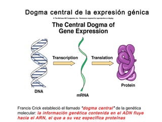 Dogma central de la expresión génica
Francis Crick estableció el llamado “dogma central” de la genética
molecular: la información genética contenida en el ADN fluye
hacia el ARN, el que a su vez específica proteínas
 