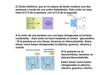 C) Ácido fosfórico, que en la cadena de ácido nucleico une dos
pentosas a través de una unión fosfodiester. Esta unión se hace
entre el C-3´de la pentosa, con el C-5´de la segunda.
A la unión de una pentosa con una base nitrogenada se le llama
nucleósido. Esta unión se hace mediante un enlace -glucosídico.
- Si la pentosa es una ribosa, tenemos un ribonucleósido. Estos
tienen como bases nitrogenadas la adenina, guanina, citosina y
uracilo.
Si la pentosa es un
desoxirribosa, tenemos un
desoxirribonucleósido.
Estos tienen como bases
nitrogenadas la adenina,
citosina, guanina y timina.
 