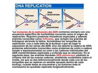 •La iniciación de la replicación del ADN comienza siempre con una
secuencia específica de nucleótidos conocida como el origen de
replicación. Requiere proteínas iniciadoras especiales y además
enzimas conocidas como helicasas, que rompen los puentes de
hidrógeno abriendo la hélice, formándose las horquillas de
replicación, una a cada lado de la burbuja a que da lugar la
separación de las ramas del ADN. Una vez abierta la cadena de ADN,
proteínas adicionales (conocidas como proteínas de unión a cadena
simple o topoisomerasas) se unen a las cadenas individuales del
ADN manteniéndolas separadas y evitando que se retuerzan. En el
siguiente paso, las enzimas llamadas ADN polimerasa catalizan la
síntesis real de las nuevas cadenas, añadiendo nucleótidos sobre el
molde, las que se dan bidireccionalmente desde cada una de las
horquillas que se replican en sentido opuesto dentro de cada
burbuja, cuando éstas se encuentran y se fusionan todo el
cromosoma ha quedado replicado longitudinalmente.
 