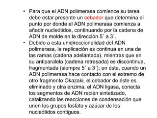 • Para que el ADN polimerasa comience su tarea
debe estar presente un cebador que determina el
punto por donde el ADN polimerasa comienza a
añadir nucleótidos, continuando por la cadena de
ADN de molde en la dirección 5´ a 3´.
• Debido a esta unidireccionalidad del ADN
polimerasa, la replicación es continua en una de
las ramas (cadena adelantada), mientras que en
su antiparalela (cadena retrasada) es discontinua,
fragmentada (siempre 5´ a 3´); en ésta, cuando un
ADN polimerasa hace contacto con el extremo de
otro fragmento Okazaki el cebador de éste es
eliminado y otra enzima, el ADN ligasa, conecta
los segmentos de ADN recién sintetizado,
catalizando las reacciones de condensación que
unen los grupos fosfato y azúcar de los
nucleótidos contiguos.
 