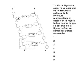 7ª En la Figura se
observa un esquema
de la estructura
química de la
molécula
representada en
detalle en la Figura
Indica qué es lo que
se observa en la
figura y cómo se
llaman las partes
numeradas.  
1.
2.
3.
4.
5.
6.
7.
 