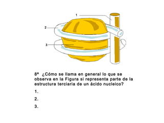 8ª ¿Cómo se llama en general lo que se
observa en la Figura si representa parte de la
estructura terciaria de un ácido nucleico?
1.
2.
3.
 