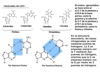 El enlace -glucosídico
se hace entre el
a) C-1´de la pentosa y
el N-9 de la base
púrica, como la
guanina y la adenina.
b) C-1´de la pentosa y
el N-1 de la base
pìrimidínica, como la
timina y citosina.
En la estructura
secundaria, las bases
nitrogenadas se unen
mediante puentes de
hidrogeno. La A se
empareja siempre con
la T mediante dos
puentes de hidrógeno,
mientras que la C se
empareja siempre con
la G por medio de 3
puentes de hidrógeno.
 
