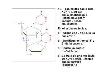 12.- Los ácidos nucleicos:
ADN y ARN son
polinucleótidos que
tienen elevados y
variados pesos
moleculares.
En el esquema indica:
a. Indique con un círculo un
nucleótido
b. Identifique extremos 3´ y
5´ de la cadena.
c. Señale un enlace
fosfodiéster.
d. Se trata de una molécula
de ADN y ARN? Indique
que le permitió
reconocerla
 
