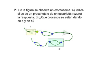 2. En la figura se observa un cromosoma. a) Indica
si es de un procariota o de un eucariota; razona
la respuesta. b) ¿Qué procesos se están dando
en a y en b?
 