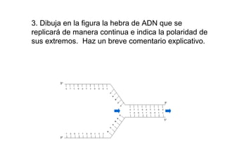 3. Dibuja en la figura la hebra de ADN que se
replicará de manera continua e indica la polaridad de
sus extremos. Haz un breve comentario explicativo.
 