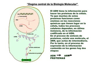 El ADN tiene la información para
hacer las proteínas de la célula.
Ya que muchas de estas
proteínas funcionan como
enzimas en las reacciones
químicas que tienen lugar en la
célula, todos los procesos
celulares dependen, en última
instancia, de la información
codificada en el ADN.
En el proceso de síntesis de
proteínas, existe una molécula, el
ARN, que actúa de intermediaria.
Por lo tanto, en el proceso de
expresión de la información
contenida en los genes hay dos
etapas:
ADN ARN
PROTEÍNAS
““Dogma central de la Biología Molecular"Dogma central de la Biología Molecular"
 