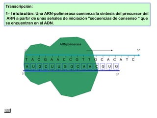 T A C G A A C C G T T G C A C A T C
A U G C U U G G C A A C G U G
Transcripción:
1- Iniciación: Una ARN polimerasa comienza la síntesis del precursor del‑
ARN a partir de unas señales de iniciación "secuencias de consenso " que
se encuentran en el ADN.
ARNpolimerasa
 