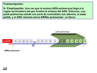 A U G C U C G U G
Transcripción:
3- Finalización: Una vez que la enzima (ARN polimerasa) llega a la
región terminadora del gen finaliza la síntesis del ARN. Entonces, una
poliA polimerasa añade una serie de nucleótidos con adenina, la‑ cola
poliA, y el ARN, llamado ahora ARNm precursor, se libera.
m-GTP
poliA-polimerasa
U A G A A A A A
ARNm precursor
 