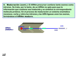 ARNm
precursor
AAAAAA
AUG UAG
cola
4. Maduración (cont.): El ARNm precursor contiene tanto exones como
intrones. Se trata, por lo tanto, de un ARNm no apto para que la
información que contiene sea traducida y se sintetice la correspondiente
molécula proteica. En el proceso de maduración un sistema enzimático
reconoce, corta y retira los intrones y las ARN ligasas unen los exones,‑
formándose el ARNm maduro.
ARNm
maduro
Cabeza
 