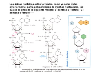 Los ácidos nucleicos están formados, como ya se ha dicho
anteriormente, por la polimerización de muchos nucleótidos, los
cuales se unen de la siguiente manera: 3´-pentosa-5´-fosfato---3´-
pentosa-5´fosfato-----
 