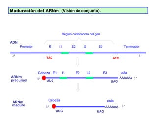 Región codificadora del gen
Promotor E1 I1 E2 I2 E3 Terminador
ADN
ARNm
precursor
ARNm
maduro
AAAAAA
AAAAAA
AUG UAG
AUG UAG
ATCTAC
Cabeza
Cabeza E1 I1 E2 I2 E3 cola
cola
Maduración del ARNm (Visión de conjunto).
 