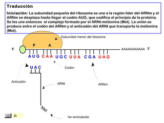 Met
1er aminoácido
ARNt
Anticodón
Codón
ARNm
Subunidad menor del ribosoma
AAAAAAAAAAA
P A
A U G C A A
U A C
Traducción
Iniciación: La subunidad pequeña del ribosoma se une a la región líder del ARNm y el
ARNm se desplaza hasta llegar al codón AUG, que codifica el principio de la proteína.
Se les une entonces el complejo formado por el ARNt-metionina (Met). La unión se
produce entre el codón del ARNm y el anticodón del ARNt que transporta la metionina
(Met).
5’ 3’
U G C U U A C G A U A G
(i)
 