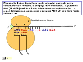 Met
Subunidad menor del ribosoma
AAAAAAAAAAA
P A
A U G C A A
U A C
Elongación I: A continuación se une la subunidad mayor a la menor
completándose el ribosoma. El complejo ARNt-aminoácido2 , la glutamima
(Gln) [ARNt-Gln] se sitúa enfrente del codón correspondiente (CAA). La
región del ribosoma a la que se une el complejo ARNt-Gln se le llama región
aminoacil (A).
5’
3’
Gln
G U U
U G C U U A C G A U A G
(i)
 