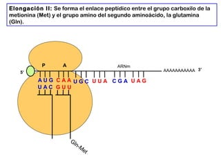 ARNm
AAAAAAAAAAA
P A
A U G C A A
U A C
Elongación II: Se forma el enlace peptídico entre el grupo carboxilo de la
metionina (Met) y el grupo amino del segundo aminoácido, la glutamina
(Gln).
5’
Gln-M
et
G U U
U G C U U A C G A U A G
3’
 