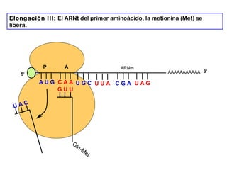 AAAAAAAAAAA
P A
A U G C A A
Elongación III: El ARNt del primer aminoácido, la metionina (Met) se
libera.
5’
U A C
Gln-M
et
G U U
U G C U U A C G A U A G
ARNm
3’
 
