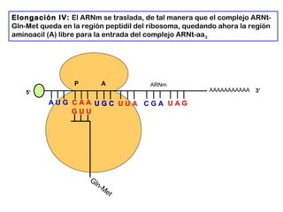 AAAAAAAAAAA
P A
A U G C A A
Elongación IV: El ARNm se traslada, de tal manera que el complejo ARNt-
Gln-Met queda en la región peptidil del ribosoma, quedando ahora la región
aminoacil (A) libre para la entrada del complejo ARNt-aa3
5’ 3’
Gln-M
et
G U U
U G CU G C U U A C G A U A G
ARNm
 