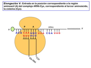AAAAAAAAAAA
P A
A U G C A A
Elongación V: Entrada en la posición correspondiente a la región
aminoacil (A) del complejo ARNt-Cys, correspondiente al tercer aminoácido,
la cisteína (Cys).
5’
Gln-M
et
G U U
U G CU G C U U A C G A U A G
ARNm
3’
A C G
Cys
 