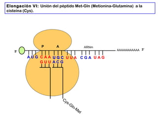 AAAAAAAAAAA
P A
A U G C A A
Elongación VI: Unión del péptido Met-Gln (Metionina-Glutamina) a la
cisteína (Cys).
5’
G U U
U G CU G C U U A C G A U A G
ARNm
3’
A C G
Cys-Gln-M
et
 