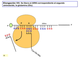 AAAAAAAAAAA
P A
A U G C A A
Elongación VII: Se libera el ARNt correspondiente al segundo
aminoácido, la glutamina (Glu).
5’
U G CU G C U U A C G A U A G
ARNm
3’
G U U
A C G
Cys-Gln-Met(i)
 