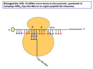 AAAAAAAAAAA
P A
A U G C A A
Elongación VIII: El ARNm corre hacia la otra posición, quedando el
complejo ARNt3-Cys-Glu-Met en la región peptidil del ribosoma.
5’
U G CU G C U U A C G A U A G
ARNm
3’
A C G
Cys-Gln-M
et
 