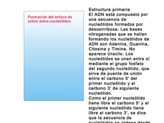 Estructura primaria
El ADN está compuesto por
una secuencia de
nucleótidos formados por
desoxirribosa. Las bases
nitrogenadas que se hallan
formando los nucleótidos de
ADN son Adenina, Guanina,
Citosina y Timina. No
aparece Uracilo. Los
nucleótidos se unen entre sí
mediante el grupo fosfato
del segundo nucleótido, que
sirve de puente de unión
entre el carbono 5' del
primer nucleótido y el
carbono 3' de siguiente
nucleótido.
Como el primer nucleótido
tiene libre el carbono 5' y el
siguiente nucleótido tiene
libre el carbono 3', se dice
que la secuencia de
 