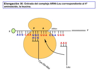 AAAAAAAAAAA
P A
A U G C A A
Elongación IX: Entrada del complejo ARNt-Leu correspondiente al 4º
aminoácido, la leucina.
5’
U G CU G C U U A C G A U A G
ARNm
3’
A C G
Cys-Gln-M
et
A A U
Leu
 