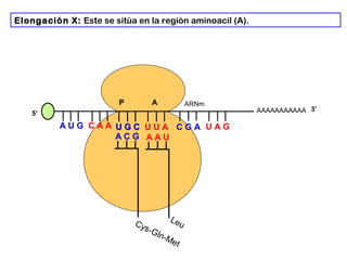 AAAAAAAAAAA
P A
A U G C A A
Elongación X: Este se sitúa en la región aminoacil (A).
5’
U G CU G C U U A C G A U A G
ARNm
3’
A C G
Cys-Gln-Met
A A U
Leu
 