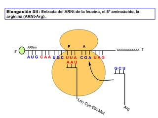 AAAAAAAAAAA
P A
A U G C A A
Elongación XII: Entrada del ARNt de la leucina, el 5º aminoácido, la
arginina (ARNt-Arg).
5’
U G CU G C U U A C G A U A G
ARNm
3’
A A U
Leu-Cys-Gln-Met
G C U
Arg
 